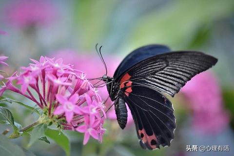 3月1日是什么星座（3月1日生日的星座特点解析）