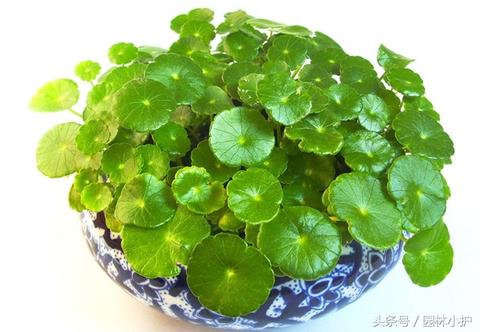 1月4日是什么星座（查看1月4日出生的人属于什么星座）