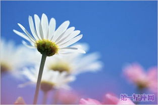 420什么星座（4月20日生日的星座是什么）