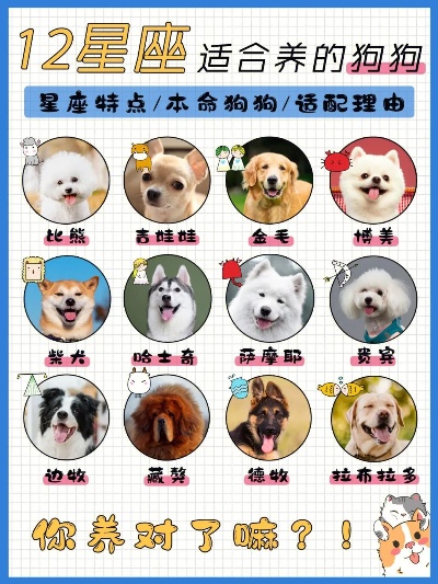 12星座适合养什么宠物,星座宠物合适指南