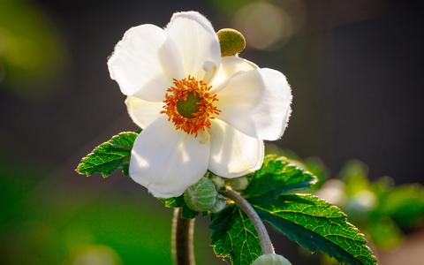 1月7日是什么星座的（1月7日生日星座分析）
