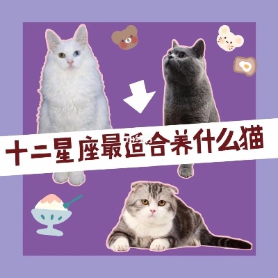 十二星座适合养什么猫，星座与猫咪的契合指南