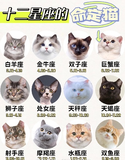 十二星座适合养什么猫，星座与猫咪的契合指南