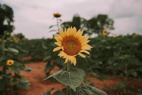 十月一日是什么星座（十月一日出生的人属于什么星座）