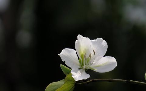 4月2日生日是什么星座,4月2日星座性格特点分析