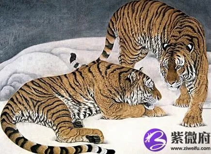 虎年是什么星座（十二生肖中的虎年对应的星座是什么）