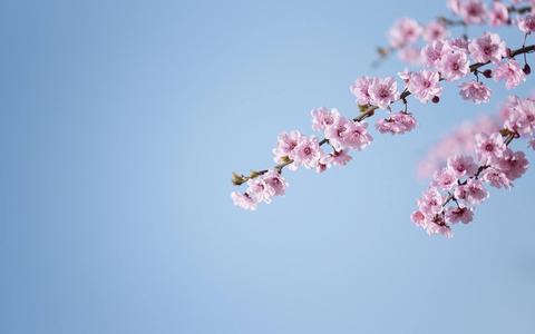 5月9日是什么星座（5月9日出生的人属于什么星座）