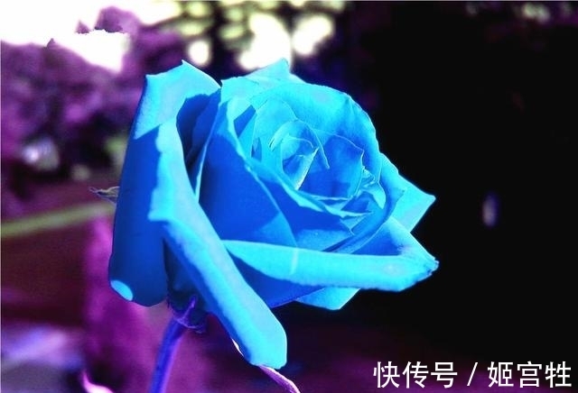 9月2日是什么星座（9月2日出生的人属于哪个星座）