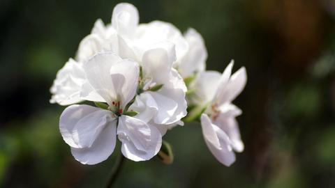 3月22日是什个星座，3月22日生日星座特点解析