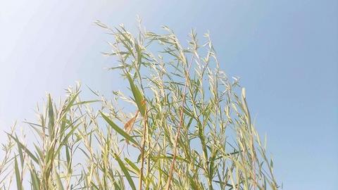 10.20是什么星座（10月20日生日的星座是什么）