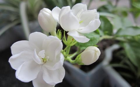阳历5月26日是什么星座,5月26日生日星座特点解析