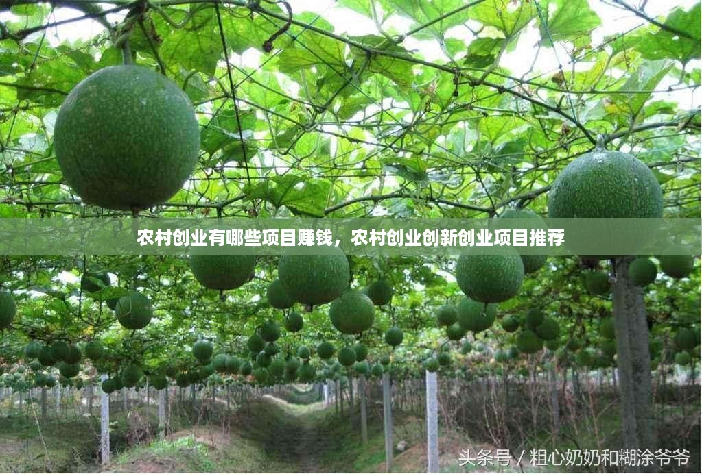 农村创业有哪些项目赚钱，农村创业创新创业项目推荐