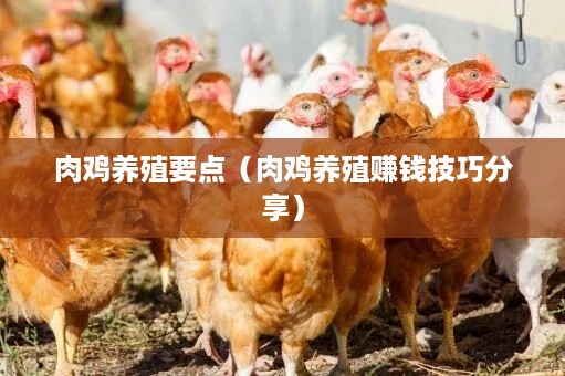 肉鸡养殖要点（肉鸡养殖赚钱技巧分享）