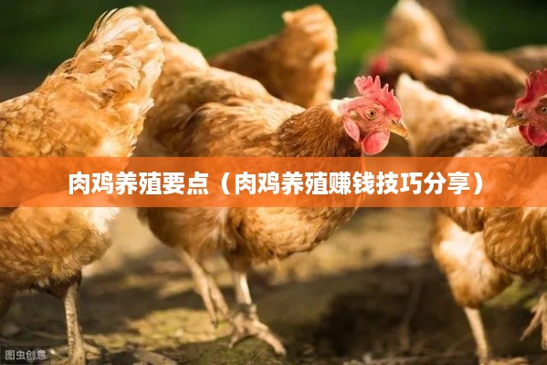 肉鸡养殖要点（肉鸡养殖赚钱技巧分享）