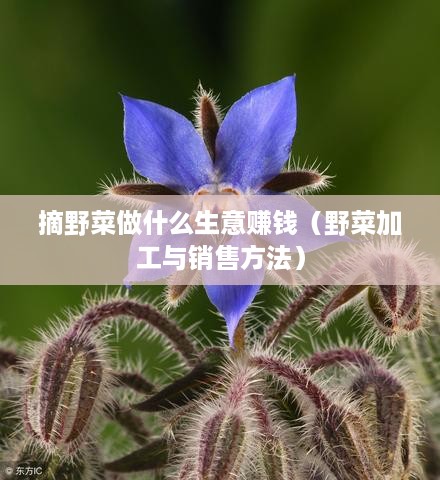 摘野菜做什么生意赚钱（野菜加工与销售方法）