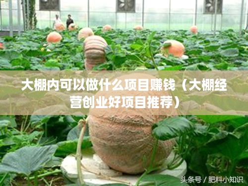 大棚内可以做什么项目赚钱（大棚经营创业好项目推荐）