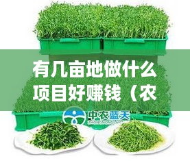 有几亩地做什么项目好赚钱（农村创业项目推荐）