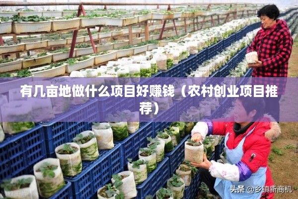 有几亩地做什么项目好赚钱（农村创业项目推荐）