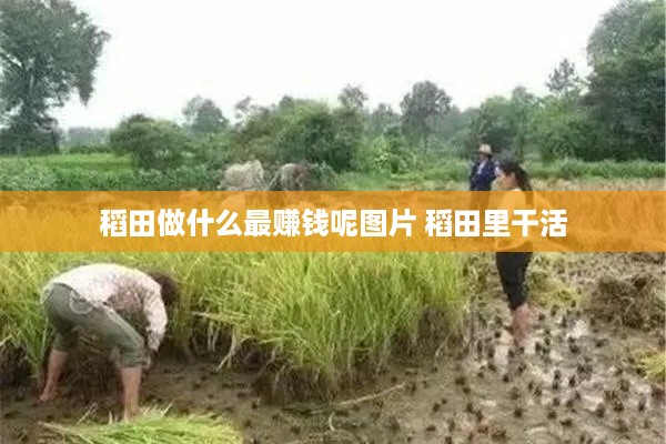 稻田做什么最赚钱呢图片 稻田里干活