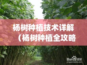 杨树种植技术详解（杨树种植全攻略）