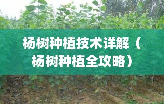 杨树种植技术详解（杨树种植全攻略）