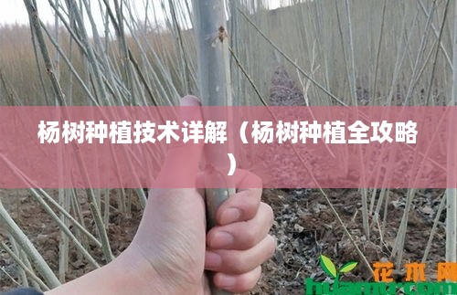 杨树种植技术详解（杨树种植全攻略）