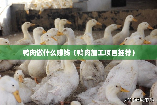 鸭肉做什么赚钱（鸭肉加工项目推荐）