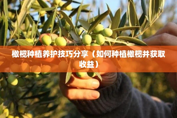 橄榄种植养护技巧分享（如何种植橄榄并获取收益）