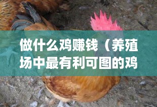 做什么鸡赚钱（养殖场中最有利可图的鸡种选择）