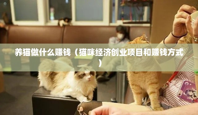 养猫做什么赚钱（猫咪经济创业项目和赚钱方式）