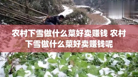 农村下雪做什么菜好卖赚钱 农村下雪做什么菜好卖赚钱呢