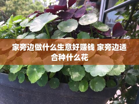 家旁边做什么生意好赚钱 家旁边适合种什么花