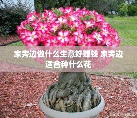 家旁边做什么生意好赚钱 家旁边适合种什么花
