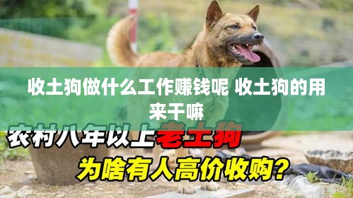 收土狗做什么工作赚钱呢 收土狗的用来干嘛