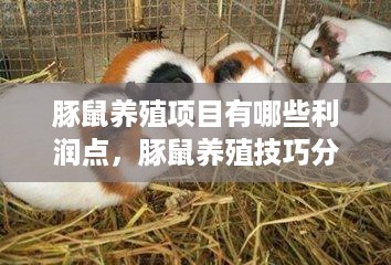 豚鼠养殖项目有哪些利润点，豚鼠养殖技巧分享