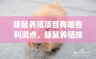 豚鼠养殖项目有哪些利润点，豚鼠养殖技巧分享