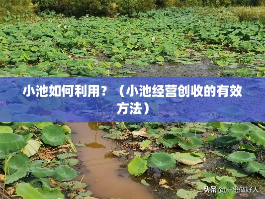 小池如何利用？（小池经营创收的有效方法）