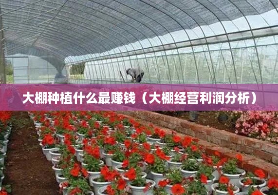 大棚种植什么最赚钱（大棚经营利润分析）