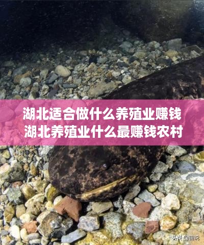 湖北适合做什么养殖业赚钱 湖北养殖业什么最赚钱农村
