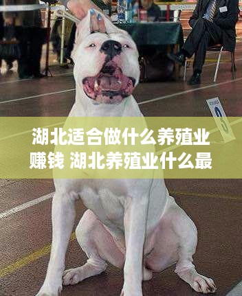 湖北适合做什么养殖业赚钱 湖北养殖业什么最赚钱农村
