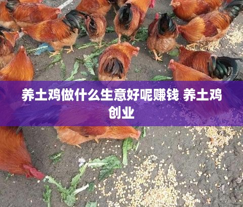 养土鸡做什么生意好呢赚钱 养土鸡创业