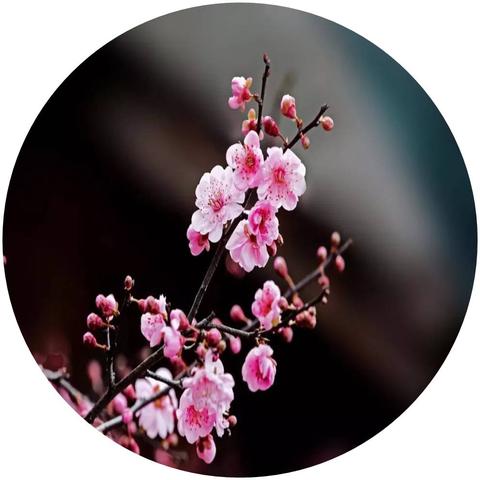 抖音月付怎么样套出来到微信里去（抖音月付转移到微信的详细步骤）