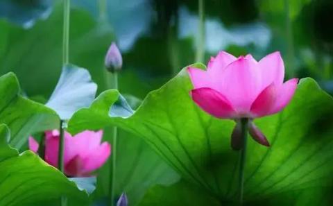 安逸花套出来是真的么（安逸花套出来真假查询办法）