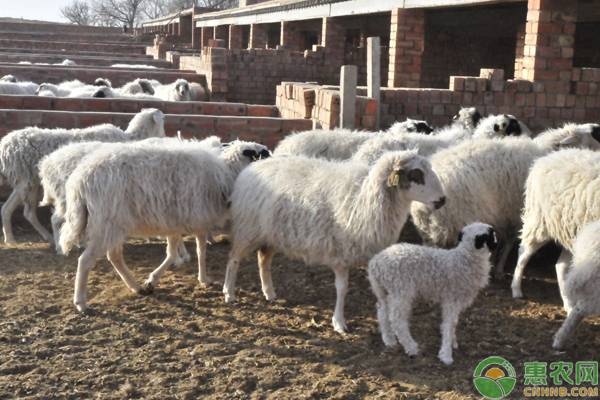 新手养羊如何加盟（新手养羊加盟步骤）