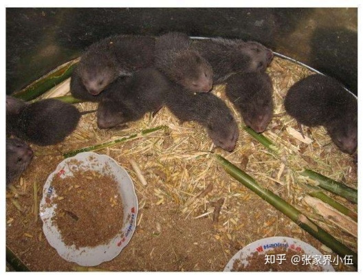 养殖竹鼠怎么加盟（选择养殖竹鼠加盟店的技巧）