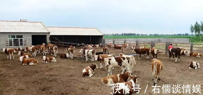 新疆牛羊能做什么生意赚钱 新疆有牛羊