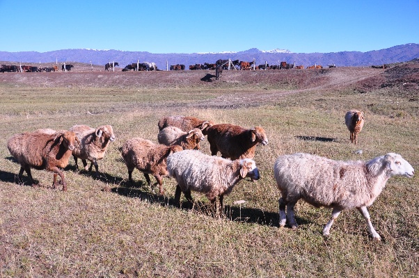 新疆牛羊能做什么生意赚钱 新疆有牛羊