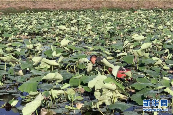 洪湖农村做什么好赚钱呢 洪湖做什么小生意好