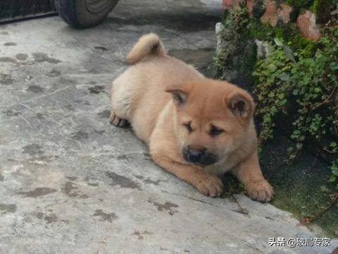 狗贩子做什么生意好赚钱 狗贩子挣钱吗