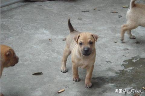 狗贩子做什么生意好赚钱 狗贩子挣钱吗